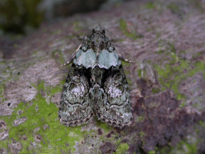 Tree-lichen beauty Copyright: Robin Barfoot