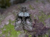 Tree-lichen beauty Copyright: Robin Barfoot