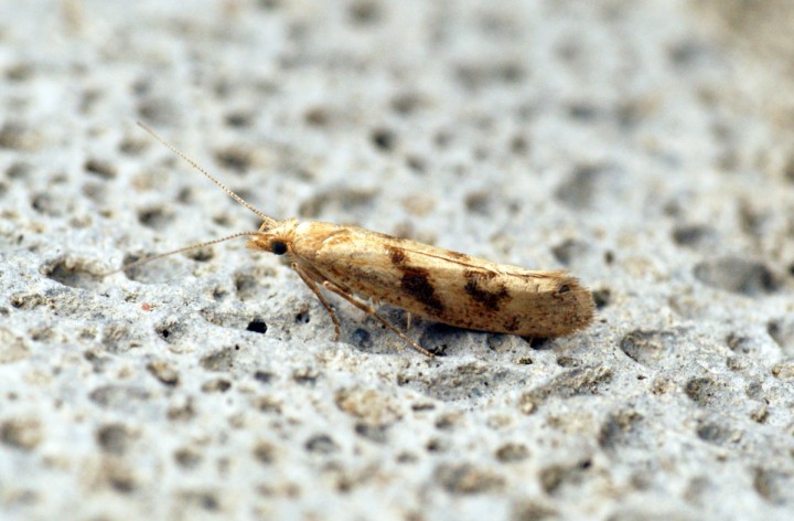 Ypsolopha sylvella 2 Copyright: Ben Sale