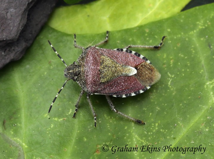 Dolycoris baccarum  (hairy Shieldbug) Copyright: Graham Ekins