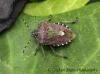 Dolycoris baccarum  (hairy Shieldbug) Copyright: Graham Ekins