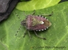 Dolycoris baccarum  (hairy Shieldbug) 