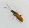 Rhagonycha nigriventris