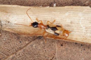 Demetrias imperialis Copyright: Peter Harvey