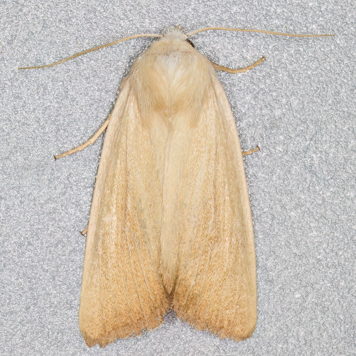 Fen Wainscot 10-07-2023 Copyright: Bill Crooks