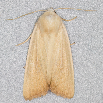 Fen Wainscot 10-07-2023 Copyright: Bill Crooks