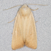 Fen Wainscot 10-07-2023