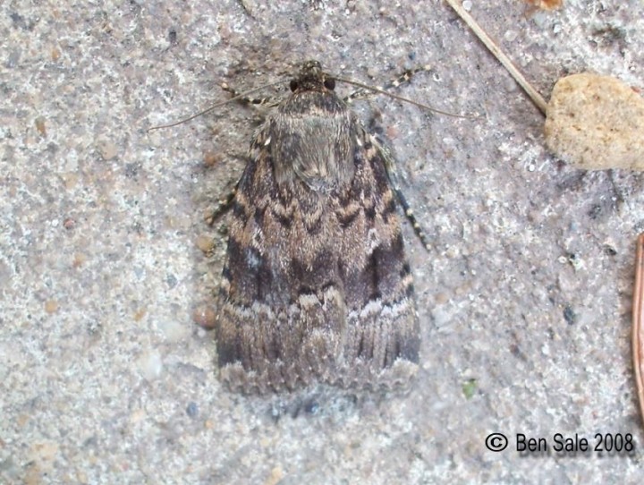 Svensson's Copper Underwing Copyright: Ben Sale