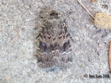 Svensson's Copper Underwing Copyright: Ben Sale