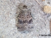 Svensson's Copper Underwing