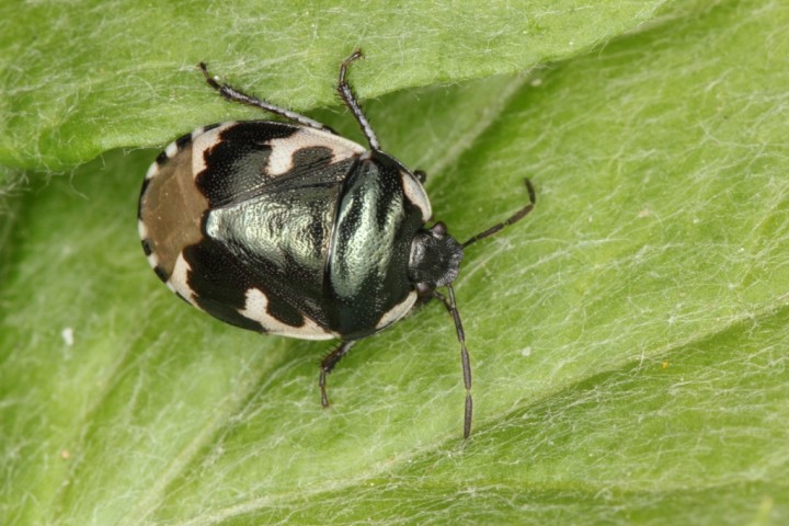 Tritomegas bicolor Copyright: Peter Harvey