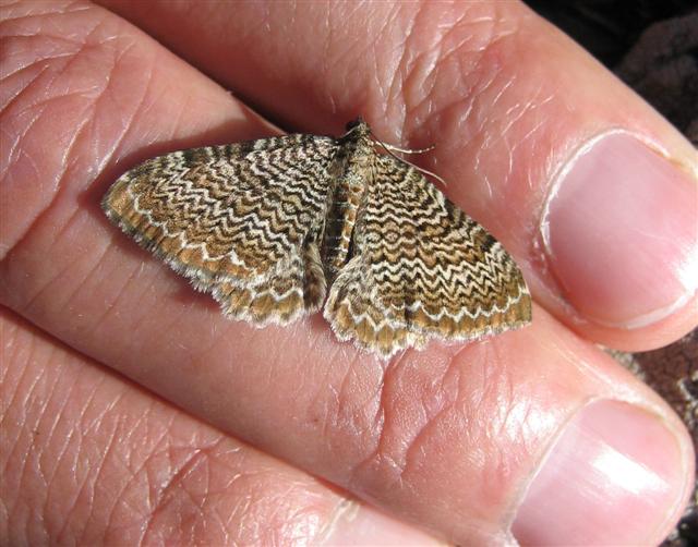 Scallop Shell Copyright: Stephen Rolls