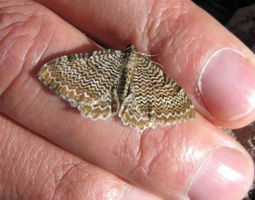 Scallop Shell Copyright: Stephen Rolls