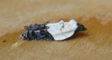 Acleris variegana Copyright: Stephen Rolls