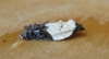 Acleris variegana 