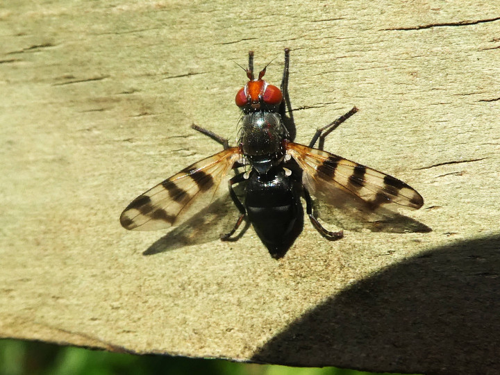 Ceroxys urticae Copyright: Alf Mullins