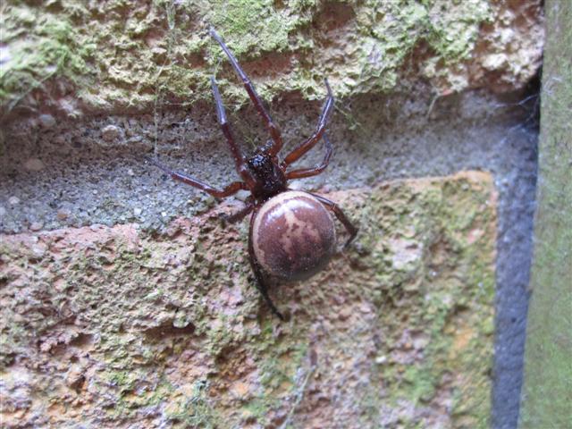 Steatoda nobilis Wix Copyright: Christopher Balchin