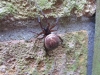 Steatoda nobilis Wix 