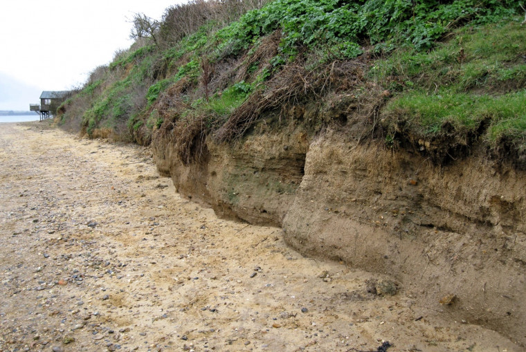 Pleistocene Brickearth Cliff Wrabness 210000 years old Copyright: William George