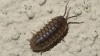 Pill woodlouse Copyright: Raymond Small