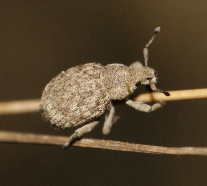 Romualdius angustisetulus Copyright: Robert Smith