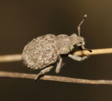 Romualdius angustisetulus Copyright: Robert Smith