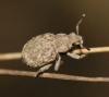 Romualdius angustisetulus