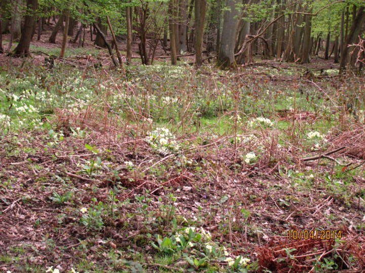 Primroses Copyright: Graham Smith