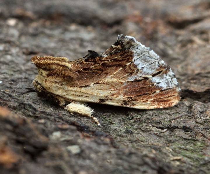 Maple Prominent  Ptilodon cucullina Copyright: Graham Ekins