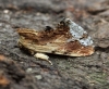 Maple Prominent  Ptilodon cucullina Copyright: Graham Ekins