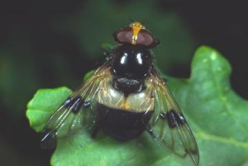 Volucella pellucens Copyright: Peter Harvey