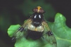 Volucella pellucens Copyright: Peter Harvey