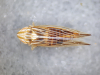 Mocydia crocea (male)