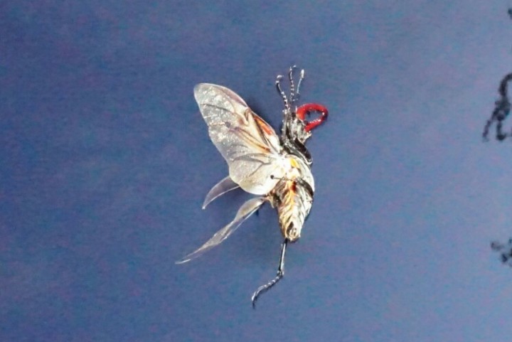 Flying  Stag Beetle Copyright: Roly Buss