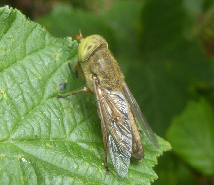 Saltmarsh Horsefly Copyright: Alf Mullins