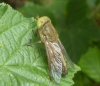 Saltmarsh Horsefly