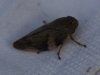 Aphrophora alni