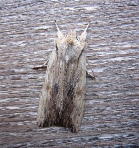 Pale Pinion. Copyright: Stephen Rolls