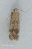 Pexicopia malvella 2