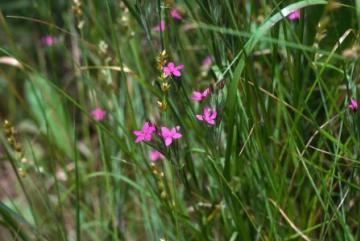 Deptford Pink at Belton Hills