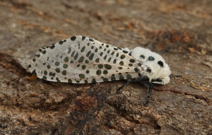 Leopard Moth 4 Copyright: Graham Ekins