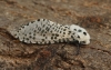 Leopard Moth 4 