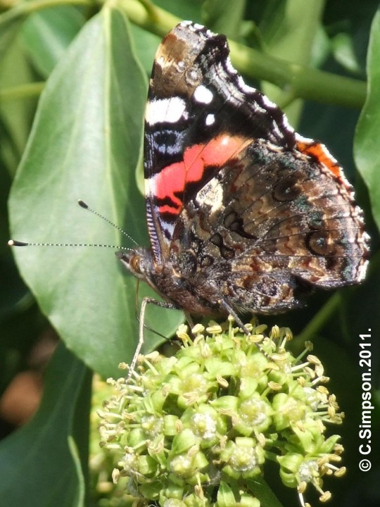 Vanessa atalanta. Copyright: Colin Simpson