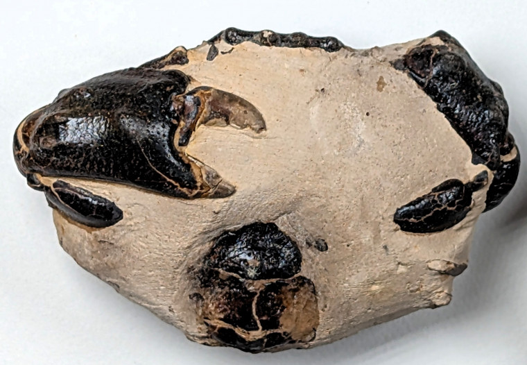Chigwell Fossil Crab underside M11 London Clay Copyright: Mike Daniels Collection