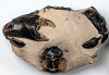 Chigwell Fossil Crab underside M11 London Clay 