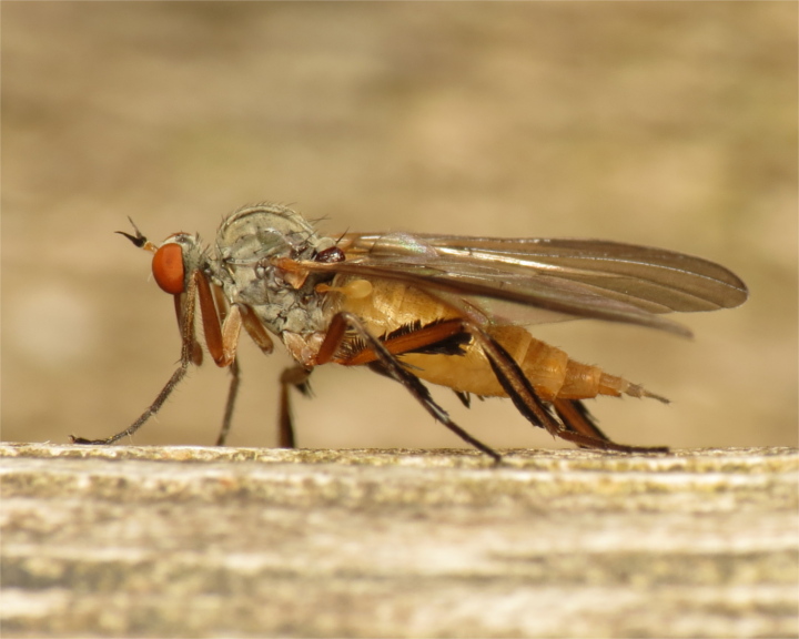 Rhamphomyia barbata female 20150605-1584 Copyright: Phil Collins