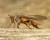 Rhamphomyia barbata female 20150605-1584