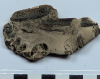 Fossil Hoploparia lobster from London Clay collected 1969 