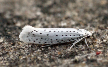 Yponomeuta evonymella Copyright: Ben Sale