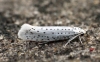 Yponomeuta evonymella Copyright: Ben Sale